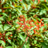 3 Hamelia Firebush Live Plant, Hamelia Plant Live, 4-6 Inch Tall