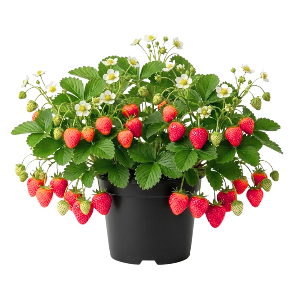 Red Strawberry Live Plant, Berry Plant, 2-3 Inch Tall, 3 Inch Pot