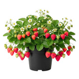 Red Strawberry Live Plant, Berry Plant, 2-3 Inch Tall, 3 Inch Pot