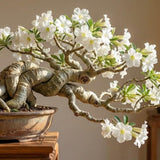 White Desert Rose Plant Live, 4-6 Inch Tall