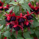 Red Fuchsia Live Plant, Patio Basket Flower, 4-8 Inch Tall, 5 Inch Pot