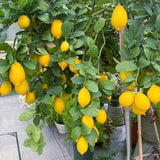 Meyer Lemon Tree Live Plant, 1 Gallon Pot
