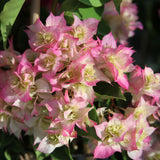 2 White Pink Bougainvillea Plants Live, Garden Plant, 4-6 Inch Tall