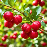 2 Barbados Cherry Live Plants, Live Barbados Cherry Plant, 4-6 Inch Tall
