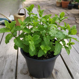 3 Peppermint Plants Live, Peppermint Herb Live Plant, 4-7 Inch Tall