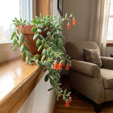 Cotyledon Pendens Succulent Plant Live, Cliff Cotyledon Plant, 2 Inch Pot