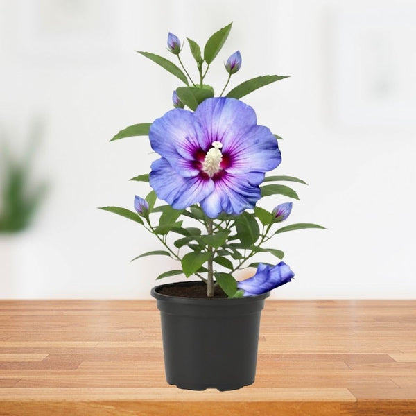 Blue Hibiscus Plant 5-7", in Pot