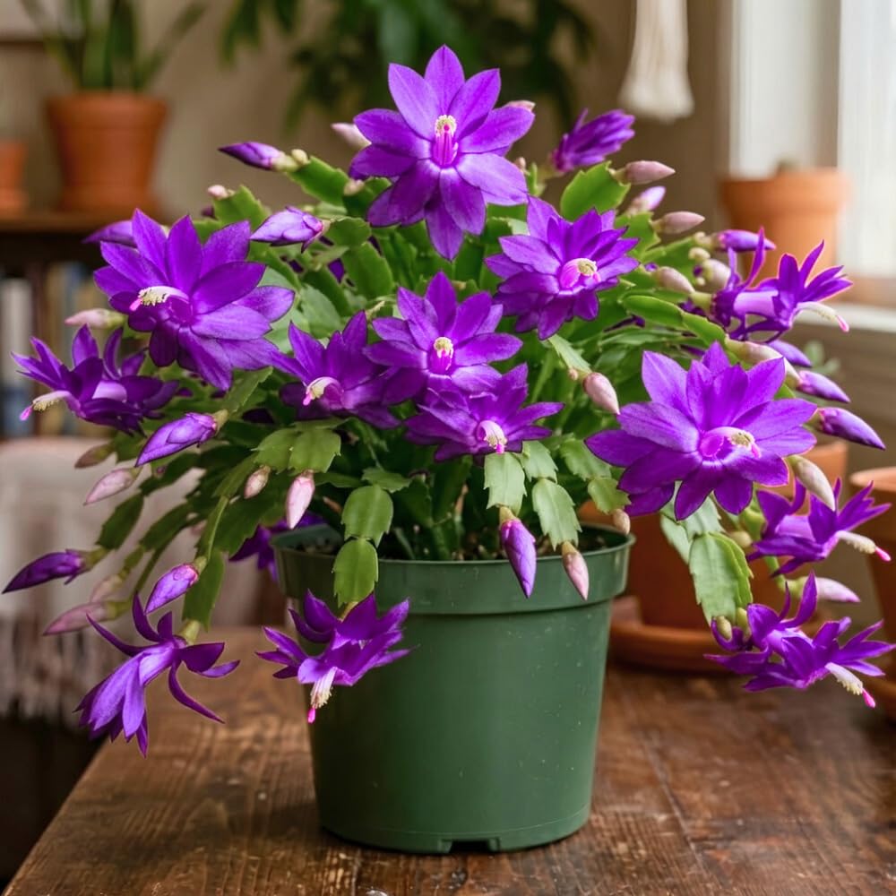 Purple Thanksgiving Cactus Plant Live, Indoor Houseplant, 5-9 Inch Tall