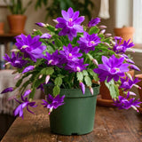 Purple Thanksgiving Cactus Plant Live, Indoor Houseplant, 5-9 Inch Tall