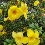 2 Brown Bud Allamanda Live Plants, Garden Plant