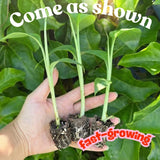3 Banana Trees Live Plants, Starter Fruit Plant, 3-5 Inch Tall