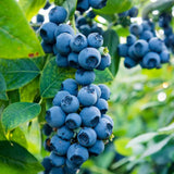 2 Springhigh Blueberry Plants Live, Berry Tree Seedling, 4-6 Inch Tall
