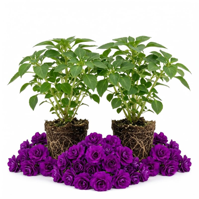 Purple Double Impatiens Live Plant, 5-7 Inch Tall