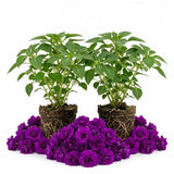 Purple Double Impatiens Live Plant, 5-7 Inch Tall