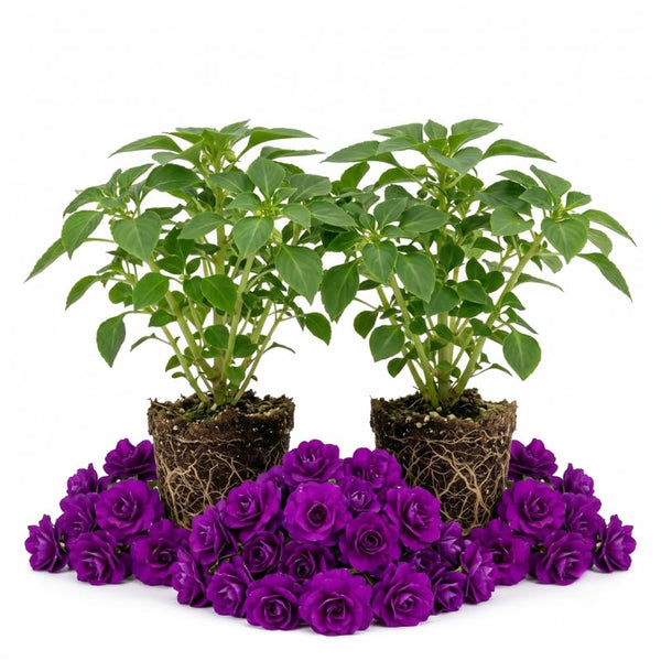 Purple Double Impatiens Live Plant, 5-7 Inch Tall