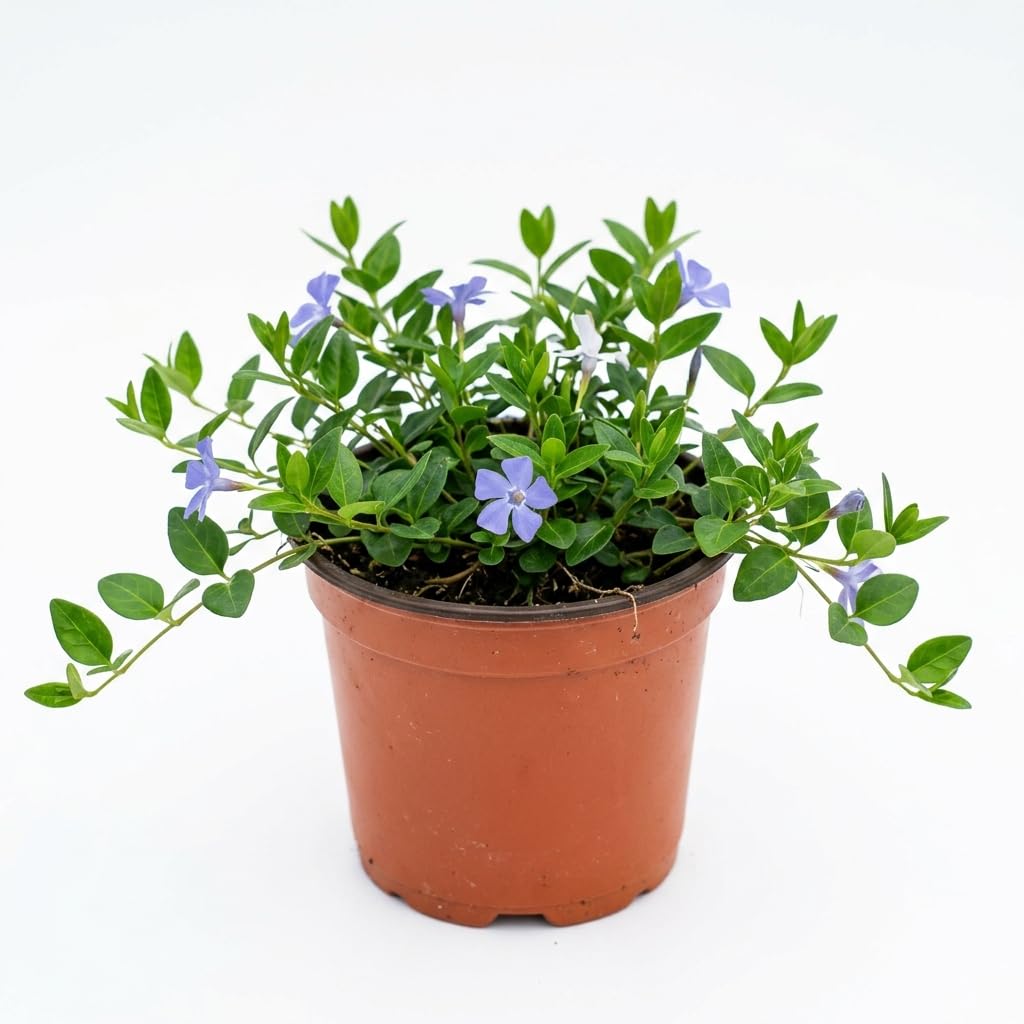 Blue Vinca Periwinkle Vine Live, Hardy Perennial Flower Plant, 4 Inch Pot
