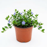 Blue Vinca Periwinkle Vine Live, Hardy Perennial Flower Plant, 4 Inch Pot
