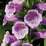 2 Purple Foxglove Live Plants, 2-6 Inch Tall, 3 Inch Pot