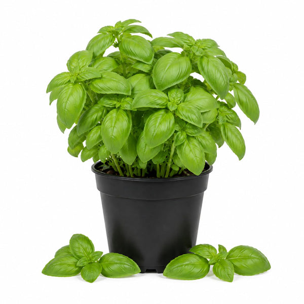 Sweet Basil Plant Live, Kitchen Garden Herb, 4 Inch Pot