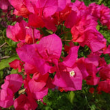 2 Pink Bougainvillea Plants Live, Patio Flower Vine, 4-7 Inch Tall