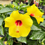 Set of 3 Red Yellow Hardy Hibiscus Live Plant, Hibiscus Plant, 4–6" Tall