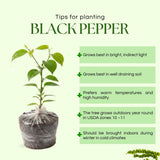 Black Pepper Plant Live, Patio Container Plant, 4-6 Inch Tall