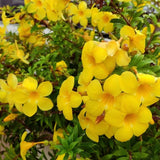2 Deep Yellow Mandevilla Plants Live, Live Starter Plant, 4-6 Inch Tall
