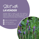 2 Blue Lavender Plants, Lavender Plants Live, 4-8 Inch Tall