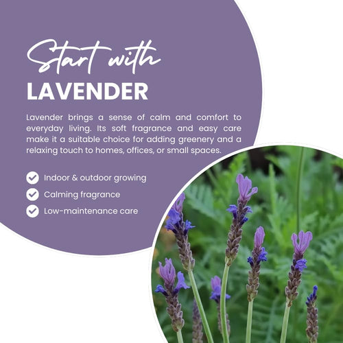 2 Blue Lavender Plants, Lavender Plants Live, 4-8 Inch Tall