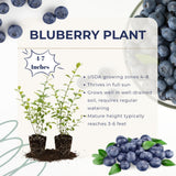 2 Mini Sunshine Blueberry Plants Live, 4-7 Inch Tall