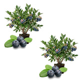 2 Emerald Blueberry Live Plants, Patio Fruit Bush, 4-6 Inch Tall