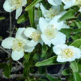 Mock Orange Shrub Plant in Gal Pot, White Fragrant Flowers for Planting