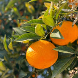 Golden Mandarin Tree Live Plant, 1-2 Ft Tall, 1 Gallon Pot
