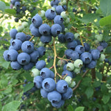 2 Sharpblue Blueberry Plant Live, Blueberry Bushes Plant, 4-7 Inch Tall