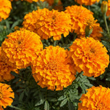 Orange African Marigold Plant Live, 5-7 Inch Tall, 4 Inch Pot