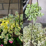 Cotyledon Pendens Succulent Live Plant, Cliff Cotyledon Plant, 2 Inch Pot