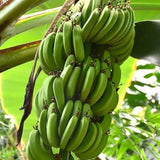Dwarf Cavendish Banana Live Plant, Hardy Garden Plant, 4-6 Inch Tall