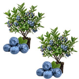 2 Edible Blueberry Plants Live, Berry Tree Seedling, 4-6 Inch Tall