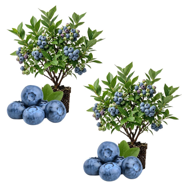2 Edible Blueberry Plants Live, Berry Tree Seedling, 4-6 Inch Tall