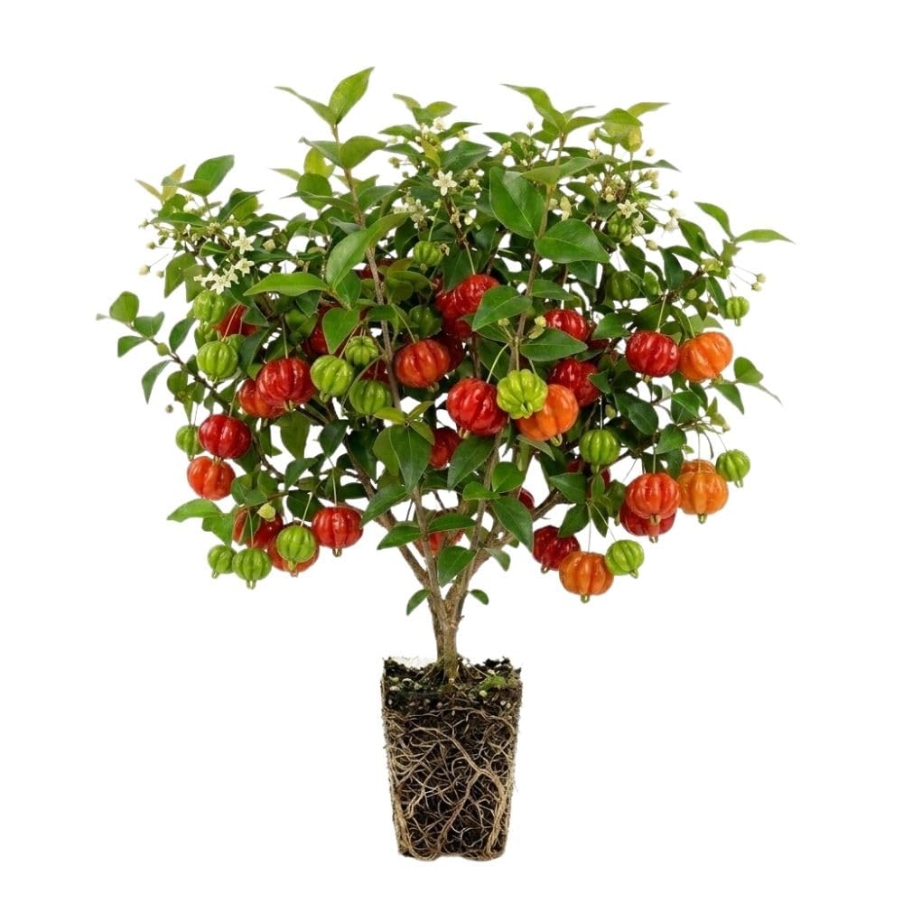 Surinam Cherry Live Plant 4–7" Tall