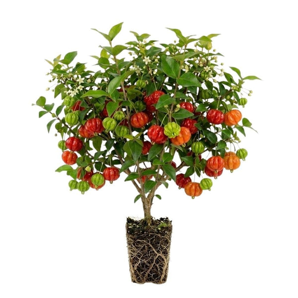 Surinam Cherry Live Plant 4–7" Tall
