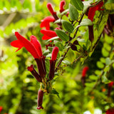 Red Lipstick Live Plant, Well-Rooted Houseplant, 2 Inch Pot