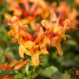 Orange Honeysuckle Plant Live, Flower Vine, 6-12 Inch Tall, 4" Pot