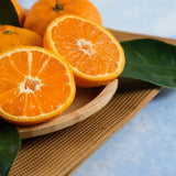 Clementine Mandarin Live Plant, 1-2 Ft Tall, 1 Gallon Pot