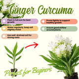 2 White Ginger Live Plants, Ornamental Flowering Ginger Plant for Indoor Outdoor, Colorful Blooming Gingers 4-6 Inches