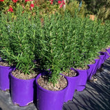 4 Blue Rosemary Plants Live, Culinary Herb Plant, 4-7 Inch Tall