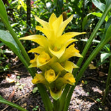 2 Yellow Ginger Live Plants, Ornamental Flowering Ginger Plant for Indoor Outdoor, Colorful Blooming Gingers 4-6 Inches