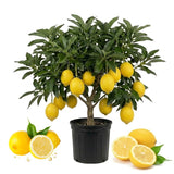 Meyer Lemon Tree Live Plant, 1 Gallon Pot