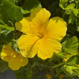 Set of 3 Hardy Hibiscus Live Plants, Yellow Hibiscus Plant, 4–6" Tall