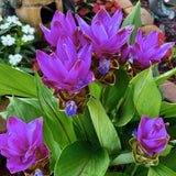2 Purple Ginger Live Plants, Ornamental Flowering Ginger Plant for Indoor Outdoor, Colorful Blooming Gingers 4-6 Inches